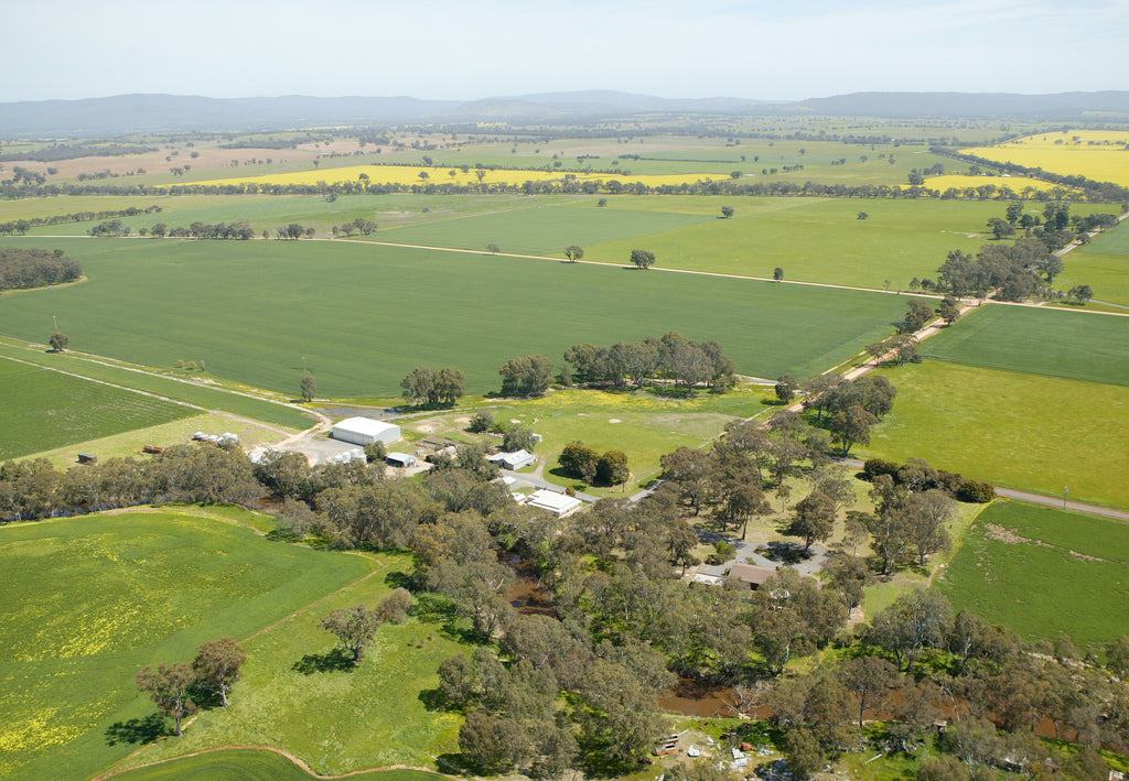Australian Oats - a bit about where they come from